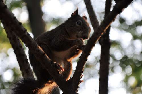 Squirrel Nature Wild Animal Cute Animal