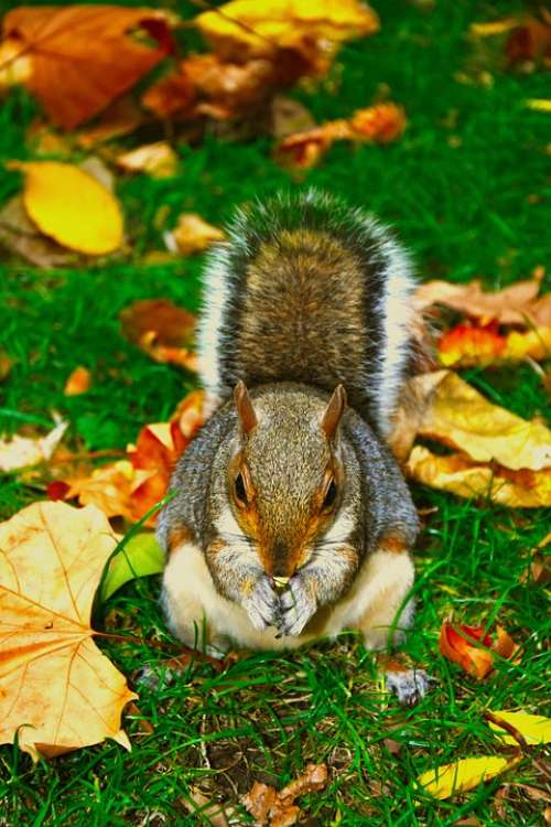 Squirrel Animal Cute Roam Nature Automn Grass