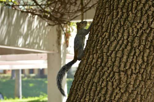 Squirrel Tree Nature Guadalajara Mexico Day