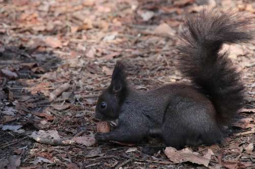 Squirrel Animals Furry Nature Foraging