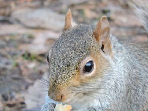 Squirrel Nature Park Rodent Landscape Animals