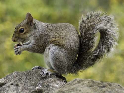 Squirrel Wildlife Nature Animal Fur Furry Wild