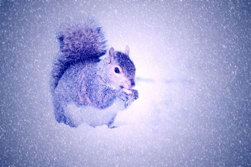 Squirrel Winter Snow Light