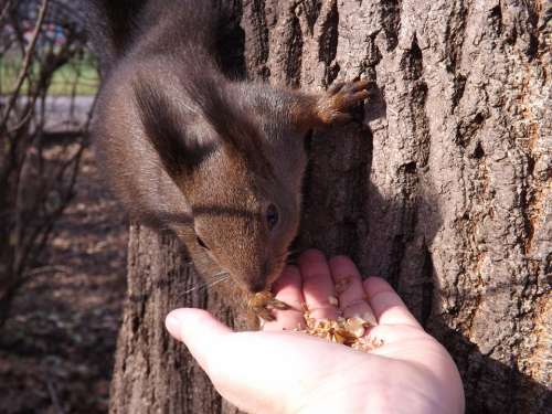 Squirrel Forest Trees Wildlife Nature Fur Feeding