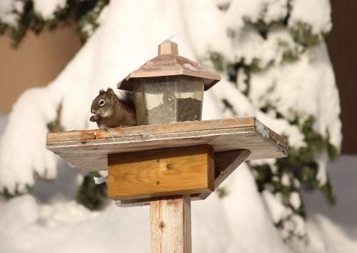 Squirrel Winter Animal Snow Wildlife