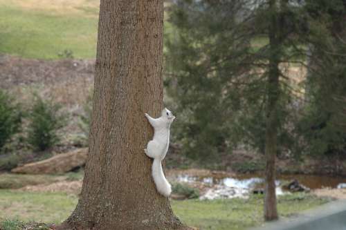 Squirrel White Rodent Climbing Tree Outdoors