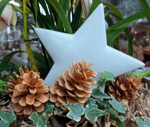 Star Pine Cones Christmas Christmas Decorations