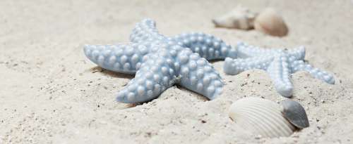 Starfish Mussels Sand Porcelain Porcelain Starfish