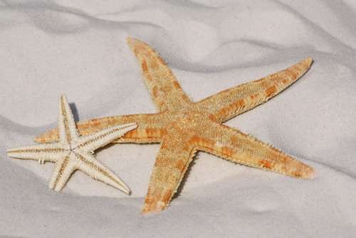 Starfish Sand Beach Sea Water Lake Bodnar Bank