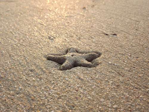 Starfish Beach Sea Ocean Coast