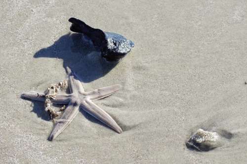 Starfish Shells Beach Sea Ocean Atlantic Marine