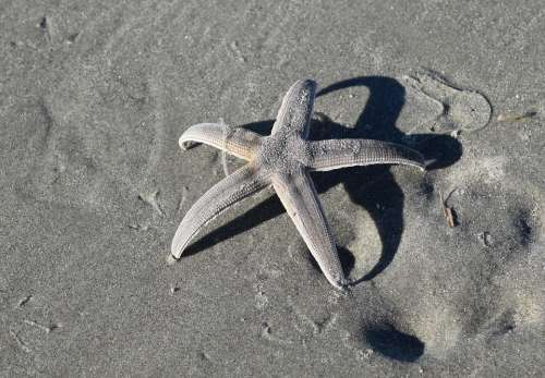 Starfish Beach Sand