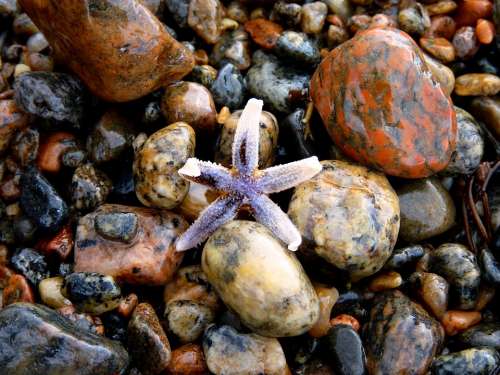 Starfish Stones Colorful Beach Sea Color Pebble