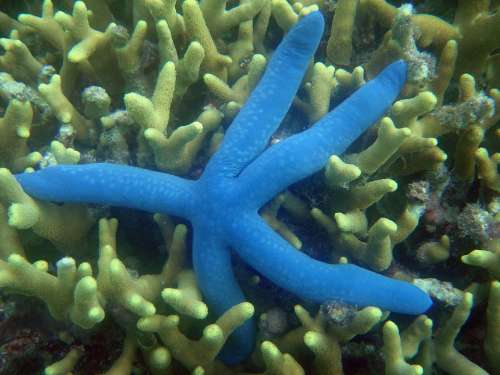 Starfish Reef Underwater Star Ocean Sea Blue