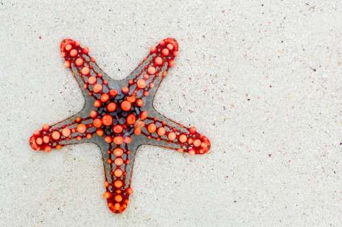 Starfish Sea Red Animal Beach Travel Star Summer