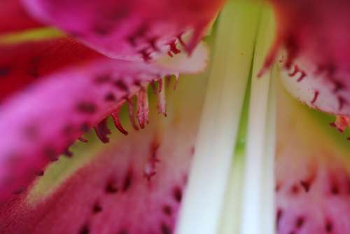 Stargazer Lily Garden Stamen Pink Nature Flower