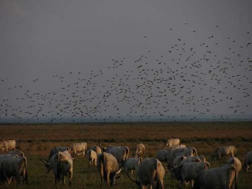 Steppe Cattle Pasture Flock Of Birds Sunset
