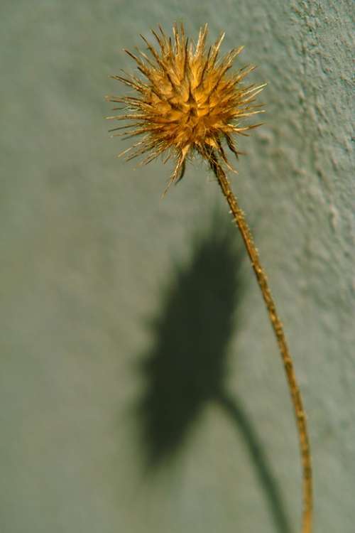 Still Life Plant Flower Shadow Impression Orange