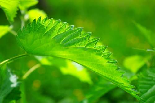 Stinging Nettle Leaves Burning Hair Pink Plant