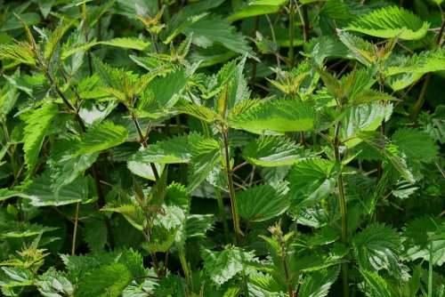 Stinging Nettle Urtica Urticaceae Plant Burn