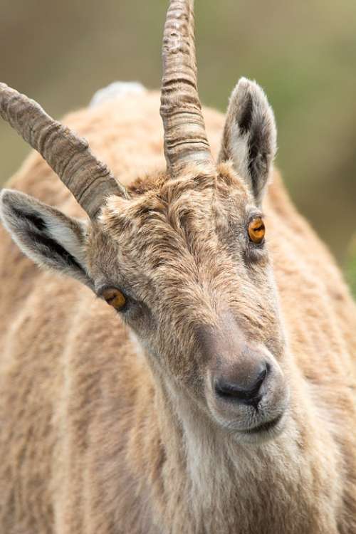 Stone Goat Capricorn Portrait Alpine Animal Summer