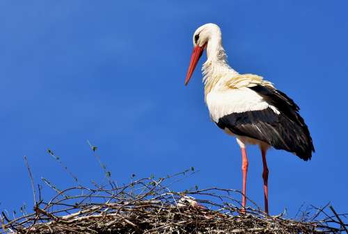 Stork Bird Flying Plumage Nature Animal World
