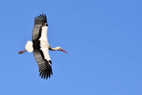 Stork Flying Wing Birds Plumage Nature Animals