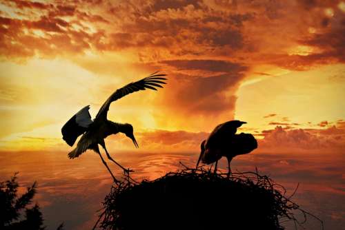Stork Bird Ciconia Ciconia Animal Nest Plumage