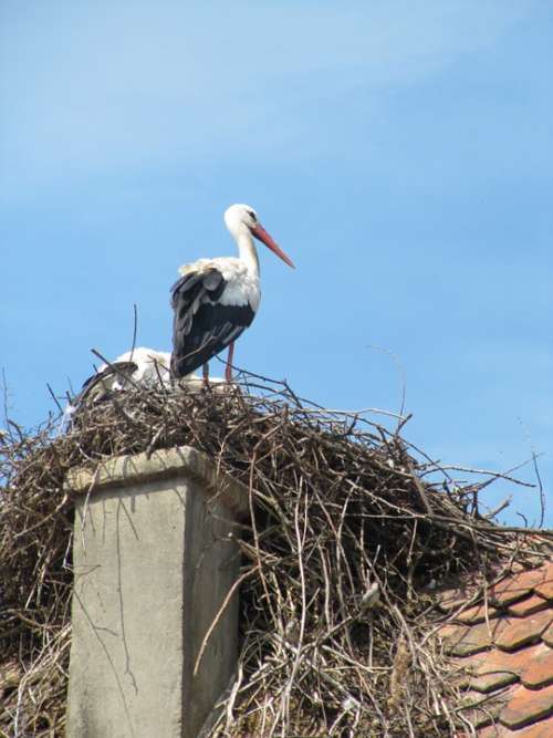 Stork Ecomusée Ungersheim Alsace Nest