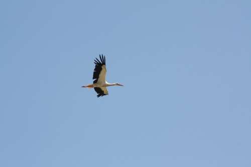 Stork Sky Flight Birds
