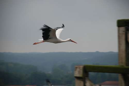 Stork Bird Flight Glide Bird Float Fly Wings
