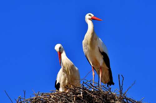 Storks Pair Birds Stork Flying Rattle Stork Bill