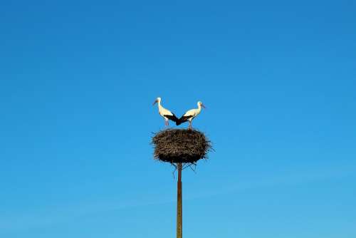 Storks Birds Nature Plumage Pair Nest Animals