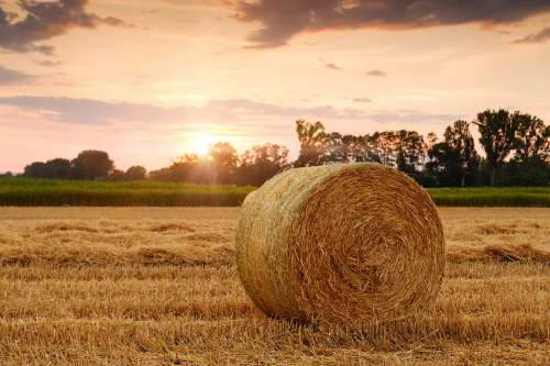Straw Bales Straw Bale Stubble Cereals Agriculture