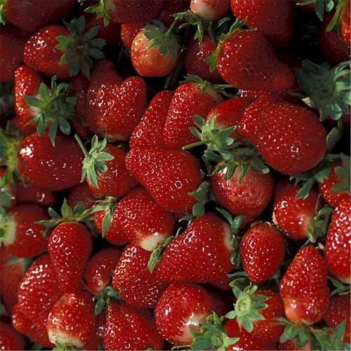 Strawberries Ripe Fruit Fresh Red Nutritious