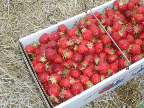 Strawberries Fresh Fruit Nutrition Antioxidant
