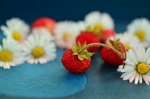 Strawberries Wild Strawberries Daisy Still Life