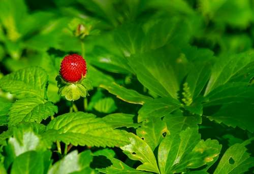 Strawberry Wild Strawberry Nature Berry Fruit