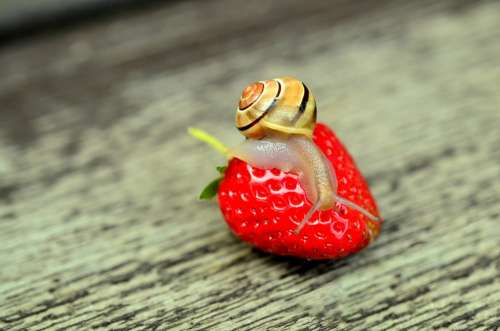 Strawberry Snail Tape Worm Animal Reptile Shell