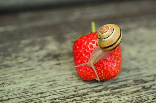 Strawberry Snail Tape Worm Garden Shell