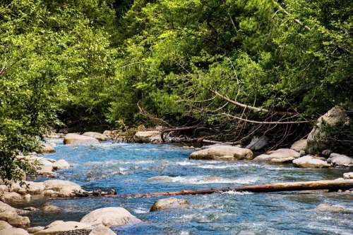 Stream Alpine River Greenery Water Nature Creek