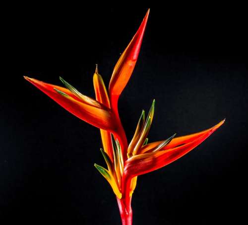 Strelitzia Blossom Bloom Flower Red Orange Yellow