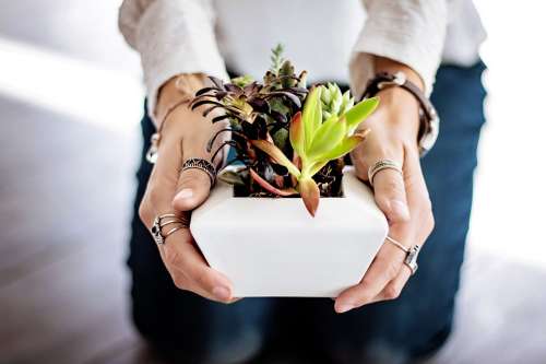Succulents Hands Woman Female Holding Girl