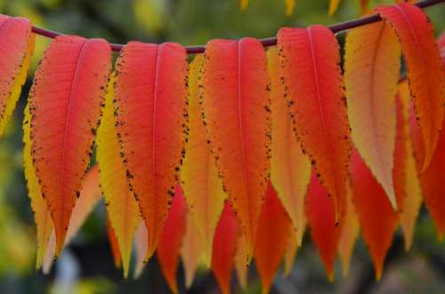 Sumac Octowiec Autumn Colors Tree Nature Rudy
