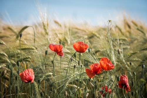 Summer Field Nature Cereals Landscape Fields