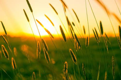 Summer Dusk Twilight Grasses Atmosphere Scenic