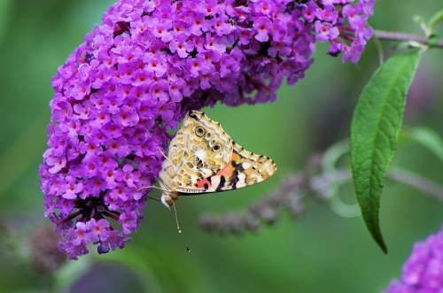 Summer Lilac Butterfly Nature Lilac Summer Insect