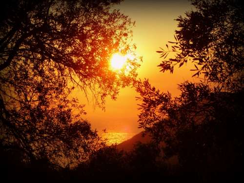 Sun Sunset Sea Water Corfu Greece Trees Plants