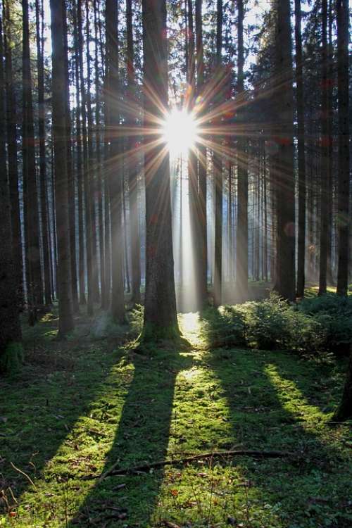 Sun Sunbeam Forest Nature Background Light