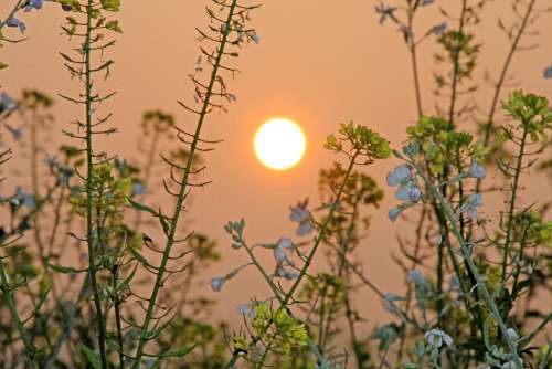 Sun Sunrise Fog Field Mood Nature Morning